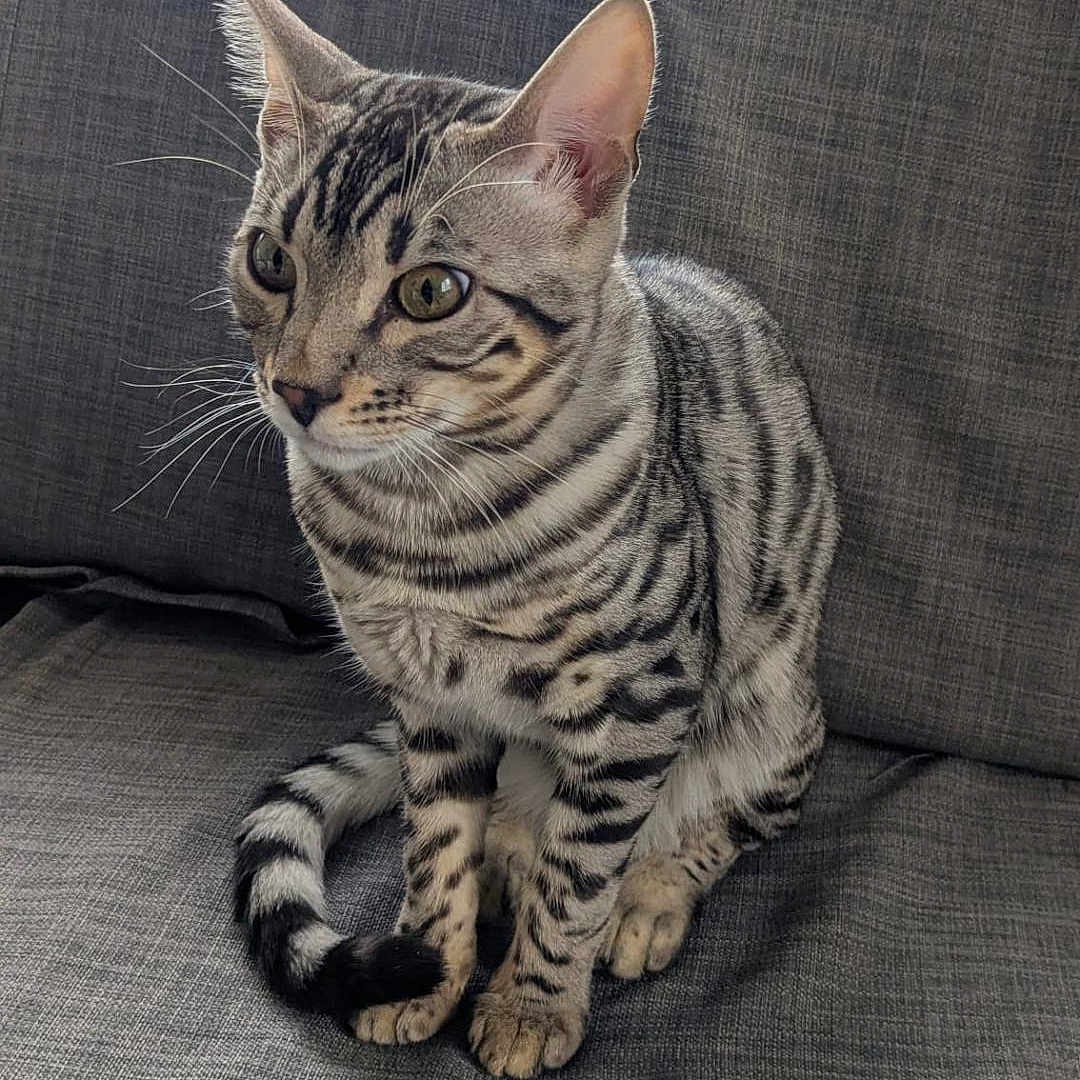 Kaysuke participe au concours pour gagner de l'argent avec cette photo : animal, cat, closeup, couch, curious, domestic, ears, feline, fur, gray, home, indoor, mammal, pet, portrait, relaxed, sitting, striped, tabby, whiskers