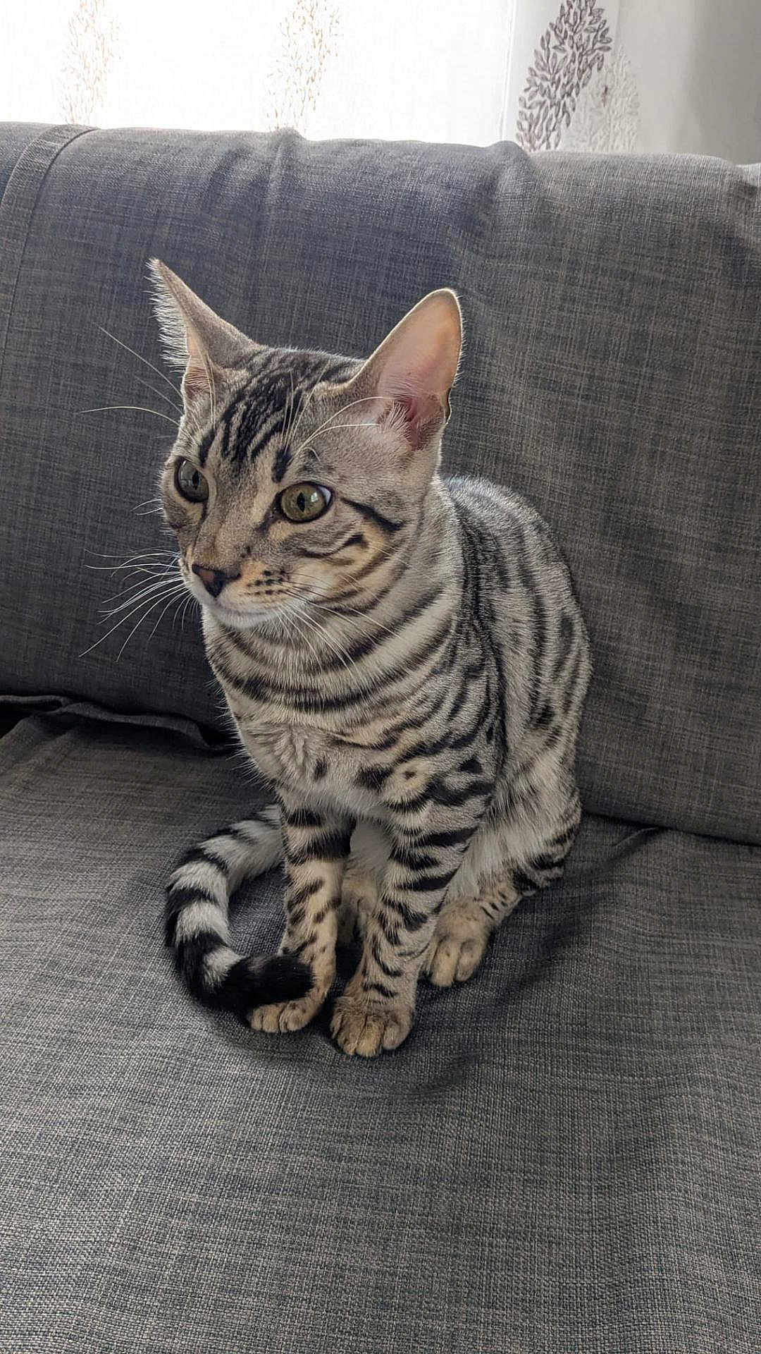 Kaysuke participe au concours pour gagner de l'argent avec cette photo : cat, tabby, striped, pet, animal, feline, sitting, couch, gray, fur, whiskers, ears, indoor, curious, domestic, mammal, closeup, portrait, home, relaxed