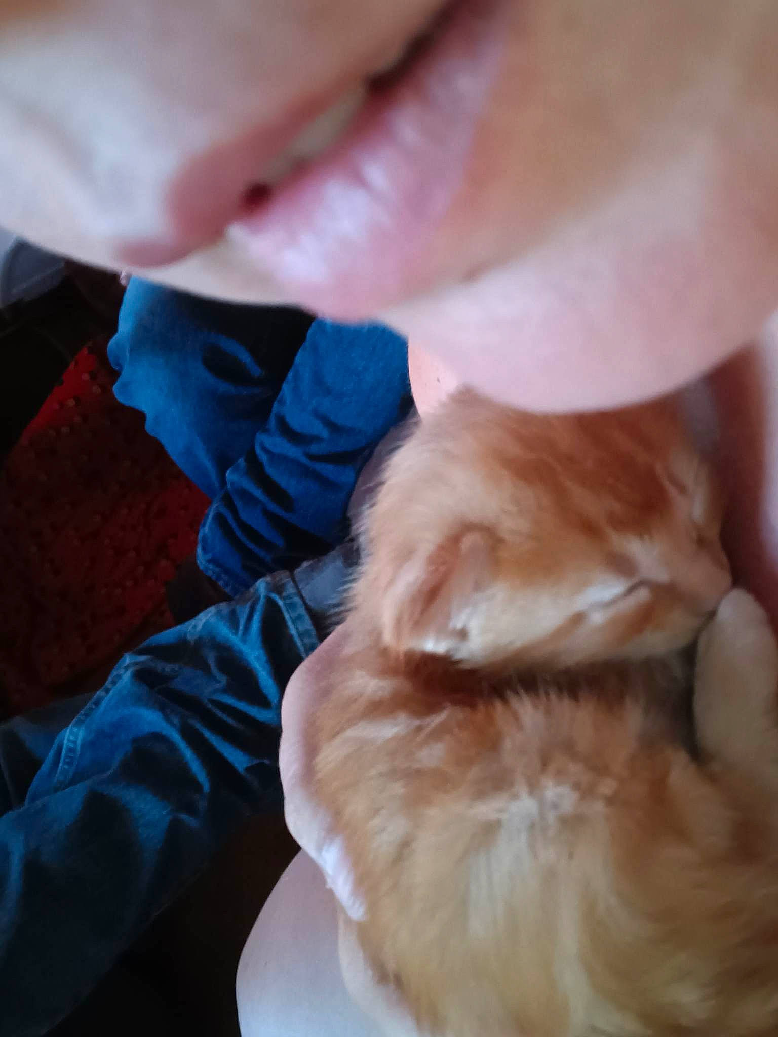 Peaches is registered to the contest to win money with this photo: carnivore, comfort, companion_dog, dog_breed, ear, fawn, felidae, finger, gesture, human_leg, nail, nose, paw, pomeranian, skin, small_to_medium_sized_cats, snout, tail, toy_dog, whiskers