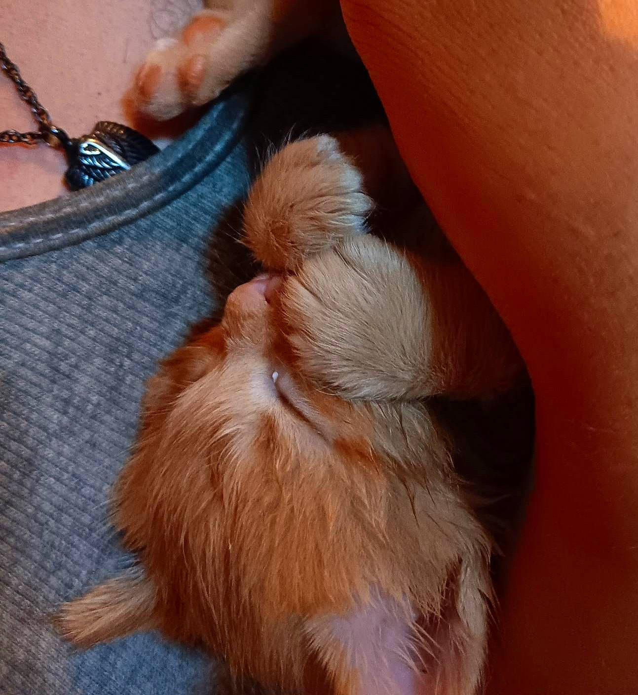 Peaches joined the competition — help win amazing prizes! canidae, carnivore, claw, comfort, companion_dog, dog, dog_breed, ear, fawn, finger, fur, human_leg, jewellery, liver, snout, sporting_group, tail, thigh, whiskers, wrist