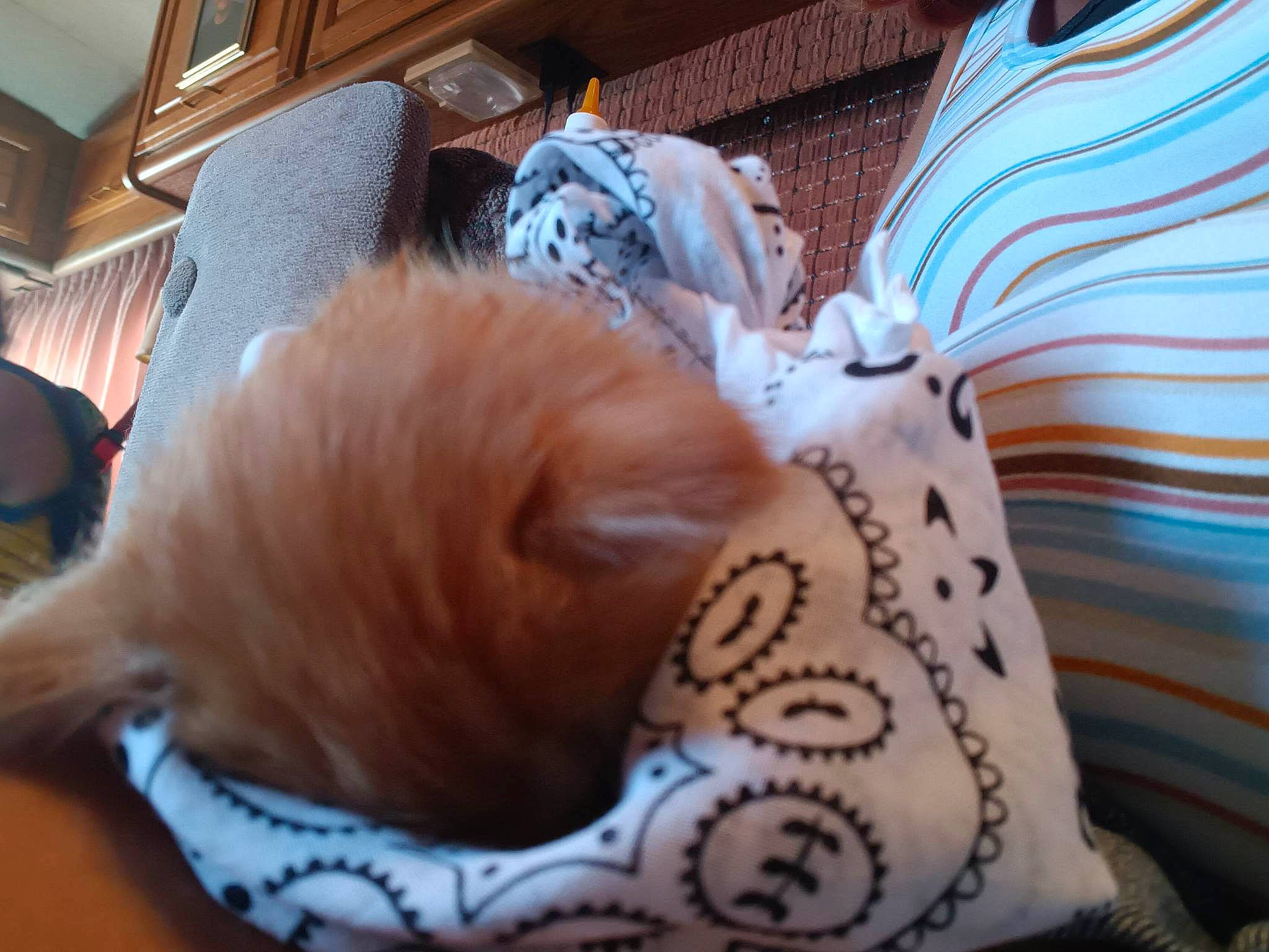 Peaches is registered to the contest to win money with this photo: carnivore, cat, comfort, companion_dog, dog_breed, fawn, felidae, flooring, fur, hardwood, linens, paw, picture_frame, room, small_to_medium_sized_cats, tail, toy, toy_dog, whiskers, wood