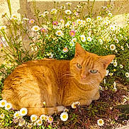 Choupette a rejoint le concours — aidez-le/la à gagner de superbes lots ! animal, cat, closeup, cute, daisies, feline, flora, flower_bed, garden, ginger_cat, greenery, nature, outdoor, peaceful, pet, plants, relaxed, resting, summer, sunlight