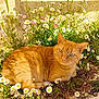 animal, cat, closeup, cute, daisies, feline, flora, flower_bed, garden, ginger_cat, greenery, nature, outdoor, peaceful, pet, plants, relaxed, resting, summer, sunlight