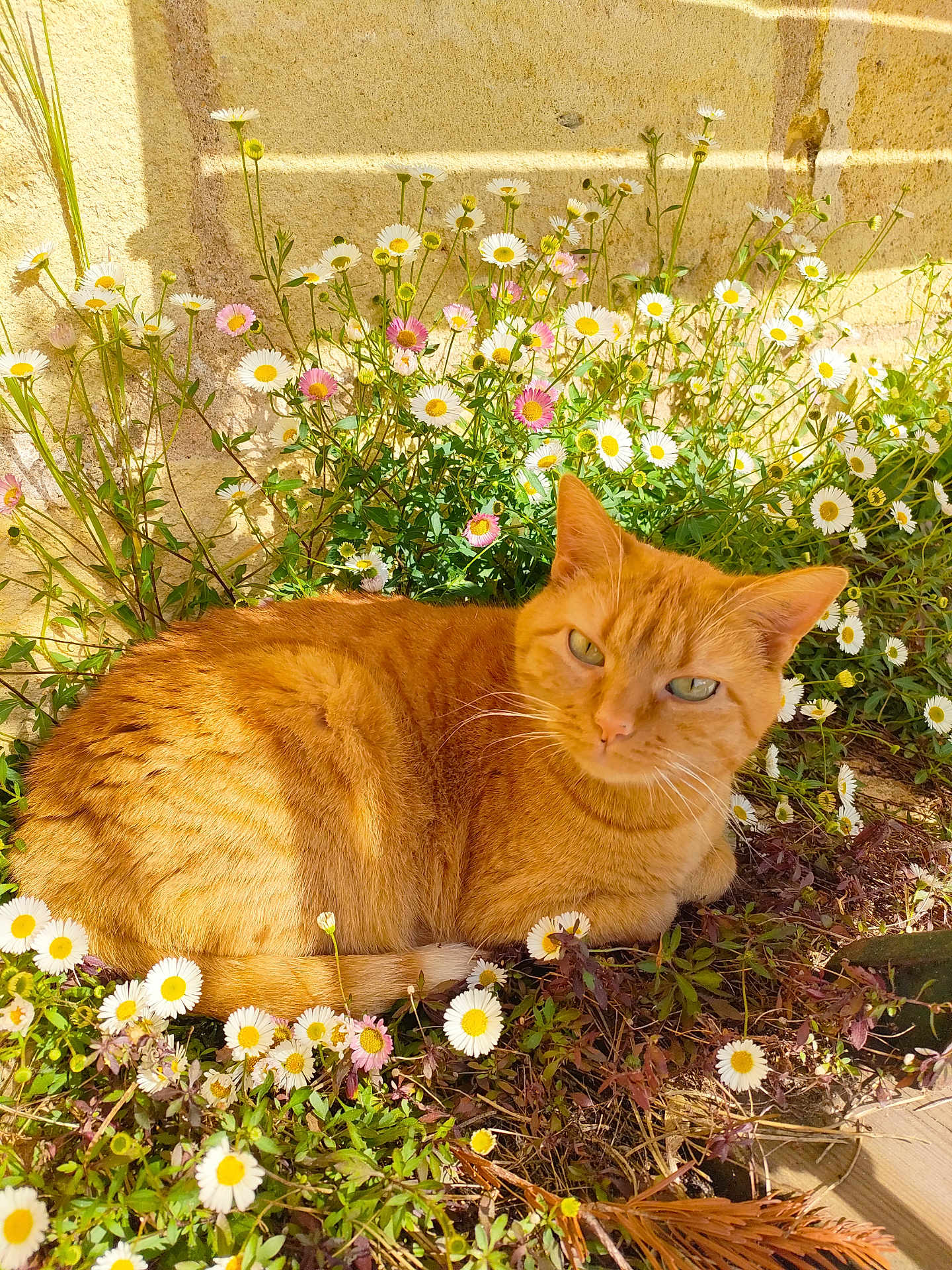 Choupette
