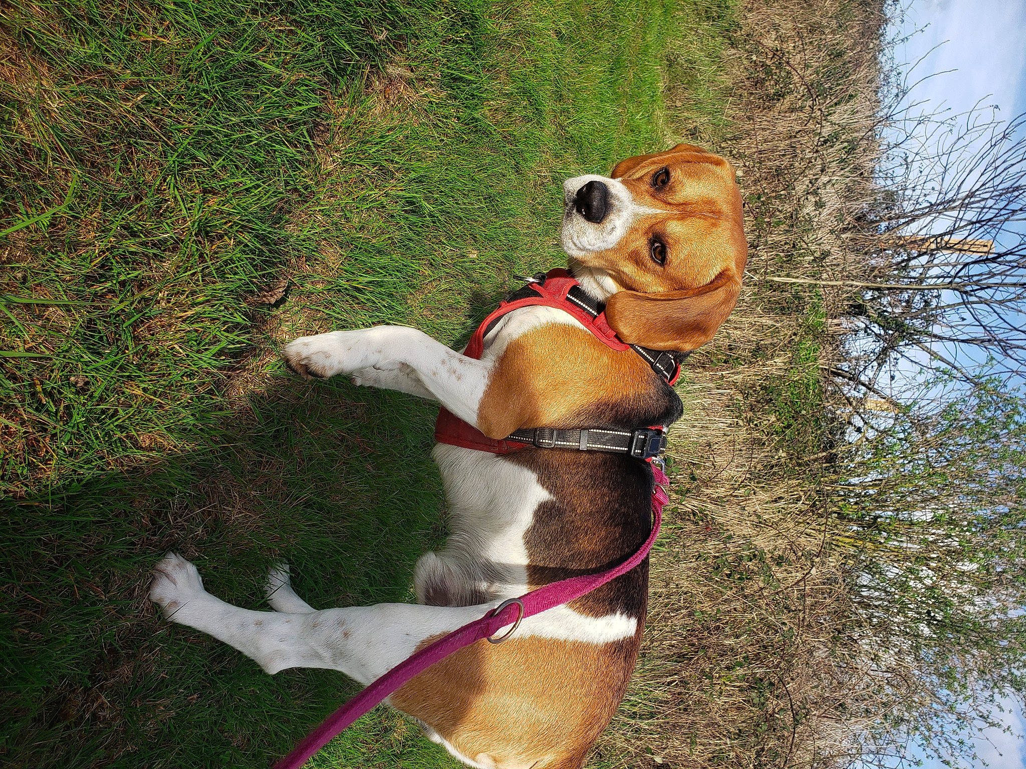 Timmy participe au concours pour gagner de l'argent avec cette photo : canidae, carnivore, collar, companion_dog, dog, dog_breed, dog_collar, dog_supply, fawn, grass, hound, leash, pet_supply, plant, sky, snout, sporting_group, tail, tree, working_animal