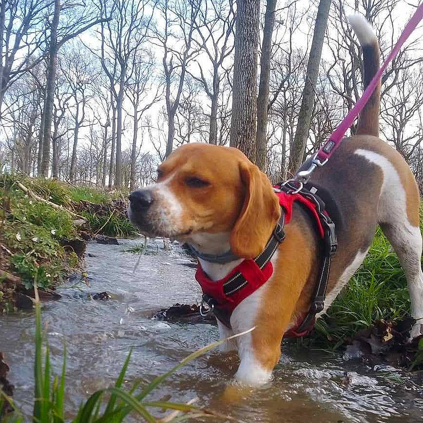 Timmy a rejoint le concours — aidez-le/la à gagner de superbes lots ! adventure, canidae, carnivore, collar, companion_dog, dog, dog_breed, dog_collar, dog_supply, fawn, grass, leash, pet_supply, plant, sky, snout, tail, tree, water, working_dog