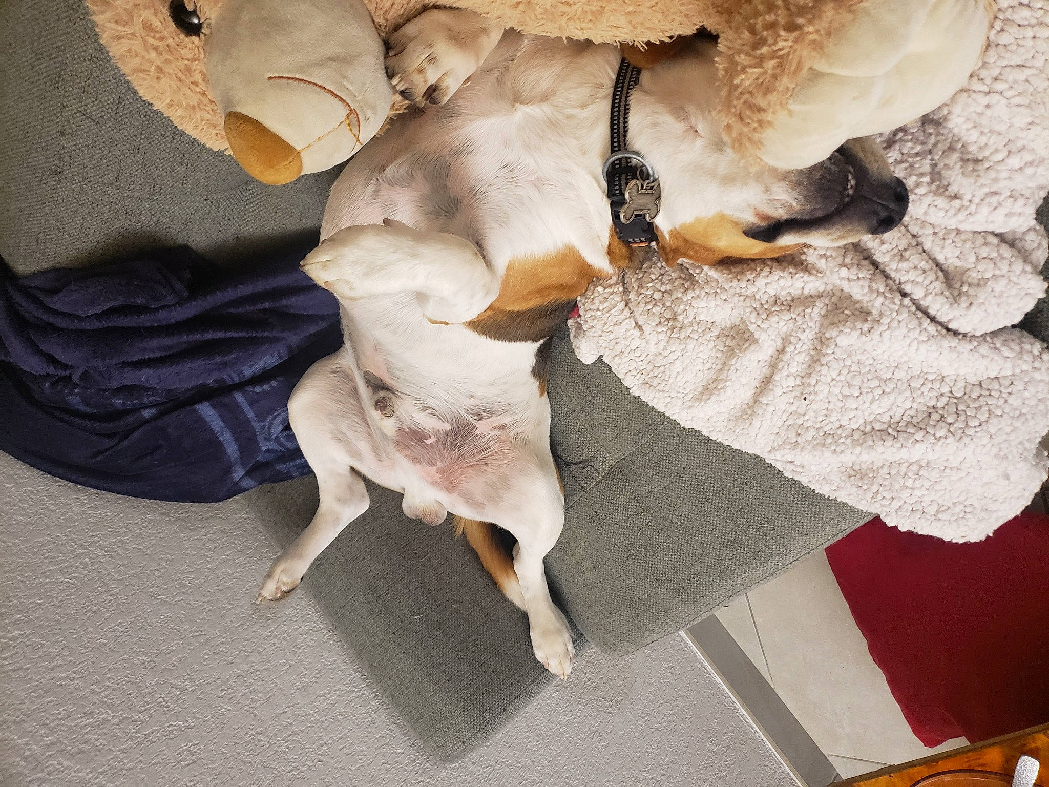 Timmy a rejoint le concours — aidez-le/la à gagner de superbes lots ! art, bone, canidae, carnivore, comfort, companion_dog, dog, dog_breed, dog_supply, fawn, fur, linens, non_sporting_group, paw, pet_supply, snout, sporting_group, tail, toy_dog, working_animal