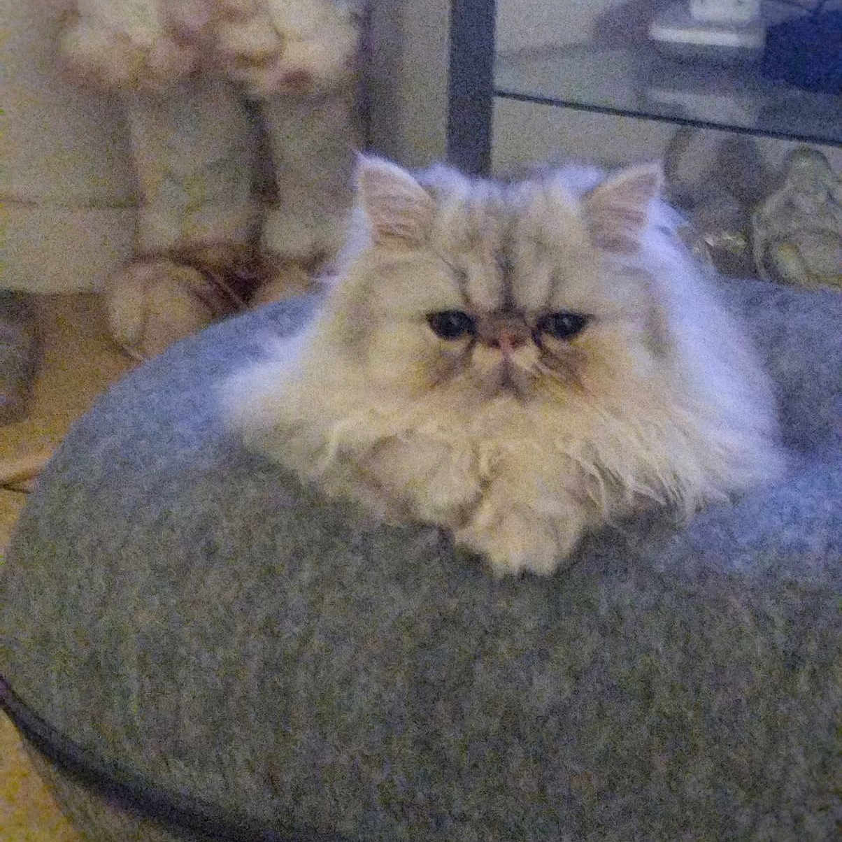 Flocon a rejoint le concours — aidez-le/la à gagner de superbes lots ! angora, animal, baby, bed, bedroom, cat, chair, couch, cushion, electronics, furniture, homedecor, indoors, kitten, manx, person, pet, plant, pottedplant, siamese