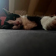 Bella a rejoint le concours — aidez-le/la à gagner de superbes lots ! cat, black_and_white, indoor, lying_down, pet, whiskers, fur, close_up, sleepy, relaxed, animal, mammal, soft_light, domestic_cat, face, paw, resting, cute, feline, cozy