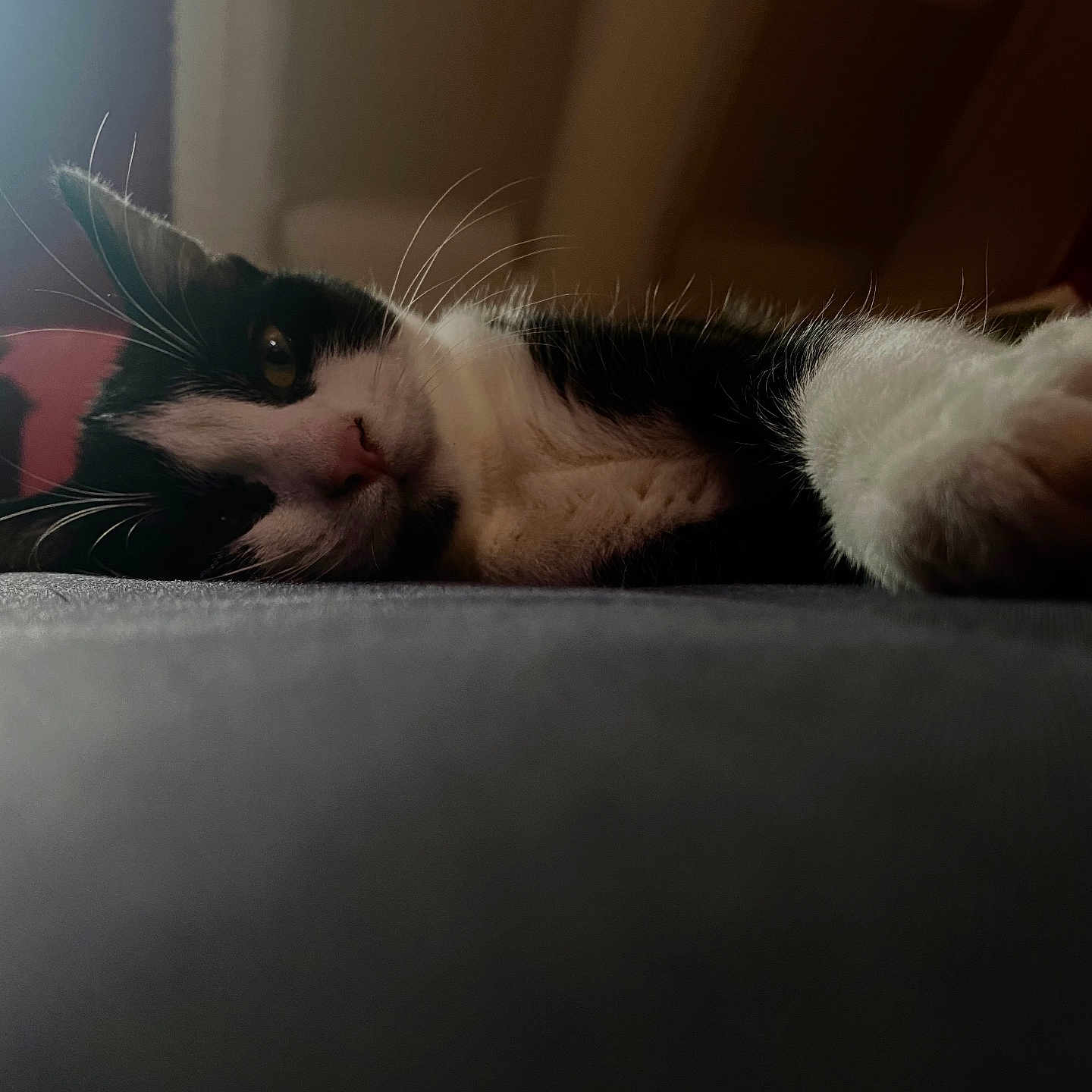 Bella