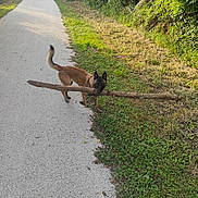Schascha participe au concours pour gagner de l'argent avec cette photo : dog, stick, path, grass, greenery, outdoor, nature, canine, animal, walking, daylight, forest_edge, pet, brown_dog, quiet_path, playful, fetch, summer, leafy, tail