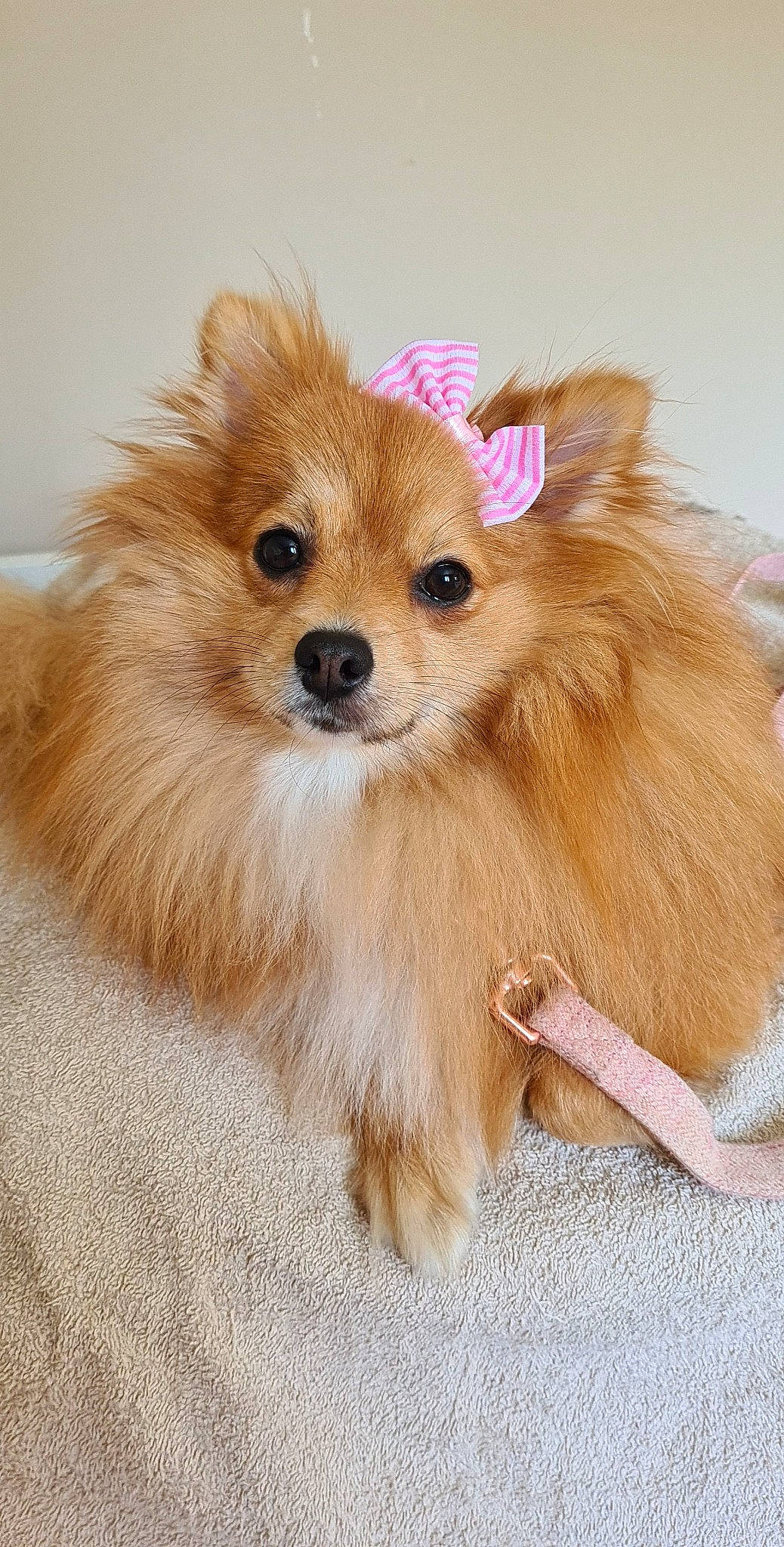 Shanel participe au concours pour gagner de l'argent avec cette photo : canidae, carnivore, companion_dog, dog, dog_breed, dog_supply, fawn, fur, german_spitz, german_spitz_klein, german_spitz_mittel, liver, pet_supply, snout, spitz, sporting_group, toy_dog, volpino_italiano, whiskers, working_animal