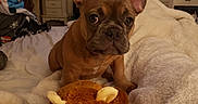 Nala is registered to the contest to win money with this photo: french_bulldog, puppy, dog, plush_toy, monkey_toy, blanket, bedroom, lamp, furniture, decor, motivational_sign, cozy, indoor, pet, animal, soft_texture, ears, cute, brown, eyes