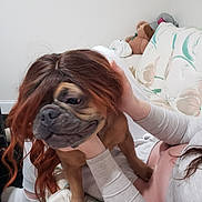 Nala is registered to the contest to win money with this photo: animal, brown_dog, companion, couch, cute, dog, floral_pattern, funny, hand, holding, home, indoor, light_clothing, long_hair_wig, person, pet, playful, seated, stuffed_animal, wig