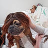 animal, brown_dog, companion, couch, cute, dog, floral_pattern, funny, hand, holding, home, indoor, light_clothing, long_hair_wig, person, pet, playful, seated, stuffed_animal, wig