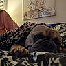Nala is registered to the contest to win money with this photo: dog, blanket, leopard_print, bed, sleepy, cozy, paw, indoor, patterned_bedspread, person_partial, pink_shirt, home, resting, snug, animal, cute, pet, fur, face_closeup, relaxing