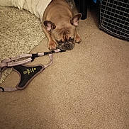 Nala is registered to the contest to win money with this photo: dog, brown_dog, blanket, carpet, floor, harness, indoor, pet, resting, cozy, small_dog, animal, ears, sleepy, cute, fur, paw, crate, home, relaxing