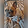 Nala is registered to the contest to win money with this photo: animal, bed, blanket, capcut, closeup, cozy, cute, dog, ears, face, french_bulldog, fur, indoors, looking_up, pet, play_icon, sweater, text_overlay, texture, video_frame