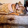 Nala joined the competition — help win amazing prizes! dog, sweater, brown_dog, furry_blanket, indoor, resting, pet, canine, cozy, warm, side_view, ears, fur, comfort, lying_down, domestic, household, blanket, patterned_clothing, relaxed