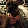 Nala joined the competition — help win amazing prizes! animal, blanket, brown_dog, carpet, closeup, cozy, cute, dog, domestic, drawer, ears_up, french_bulldog, furniture, harness, household, indoor, looking_at_camera, pet, room, sitting