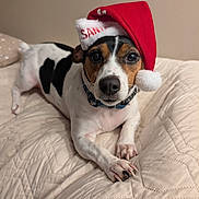 Spencer joined the competition — help win amazing prizes! animal, bedspread, black_and_white, brown, canine, christmas, collar, cozy, cute, dog, fur, holiday, indoor, lying_down, paw, pet, quilted, resting, santa_hat, white
