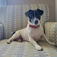 Pepper joined the competition — help win amazing prizes! animal, armchair, black_and_white, canine, collar, curious, cute, dog, domestic_animal, furniture, house, indoor, paw, pet, portrait, relaxed, resting, side_view, sitting, window
