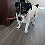 animal, black_and_white, cabinet, canine, chew_stick, collar, cute, dog, ears, floor, fur, home, indoor, looking, nose, pet, small_dog, standing, tail, wood_floor