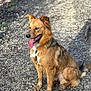 dog, tongue_out, sitting, outdoor, gravel_path, harness, brown_fur, happy, panting, paws, tail, medium_sized, portrait, sunlight, shadows, ears, snout, grass, nature, muddy_paws