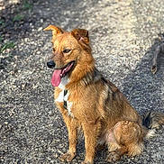 Zeus participe au concours pour gagner de l'argent avec cette photo : dog, tongue_out, sitting, outdoor, gravel_path, harness, brown_fur, happy, panting, paws, tail, medium_sized, portrait, sunlight, shadows, ears, snout, grass, nature, muddy_paws
