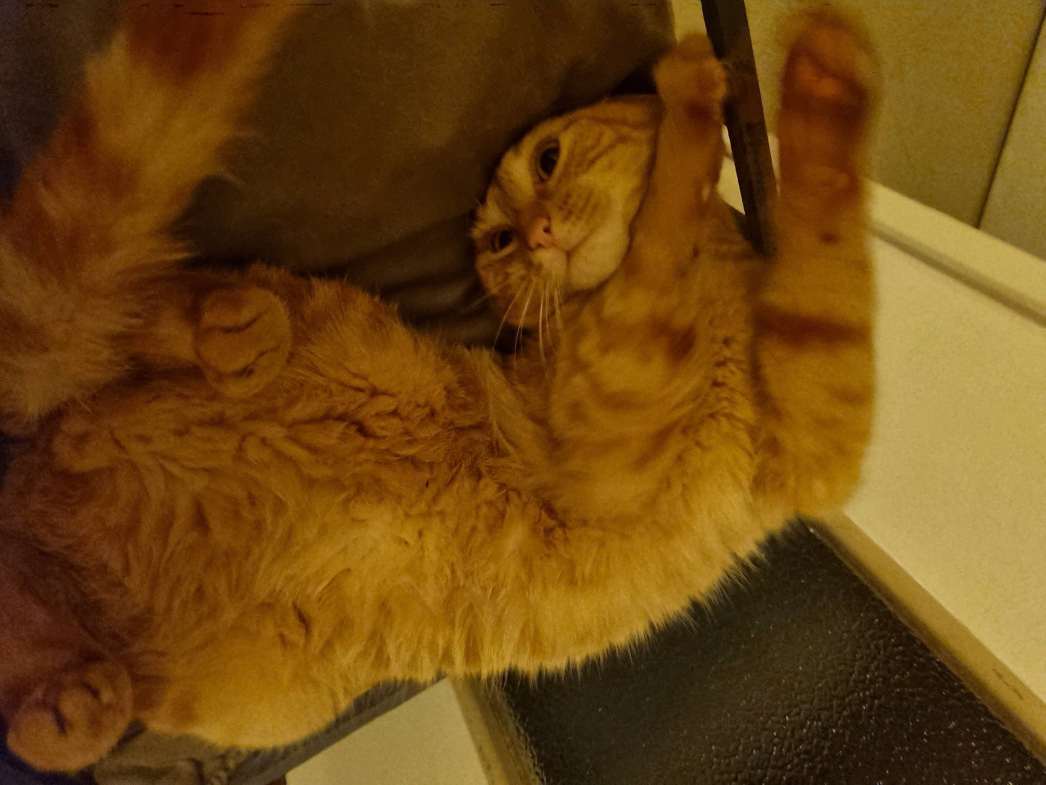 Rousnin participe au concours pour gagner de l'argent avec cette photo : carnivore, cat, claw, comfort, domestic_short_haired_cat, ear, fawn, felidae, fur, gesture, paw, small_to_medium_sized_cats, snout, tail, whiskers, wood