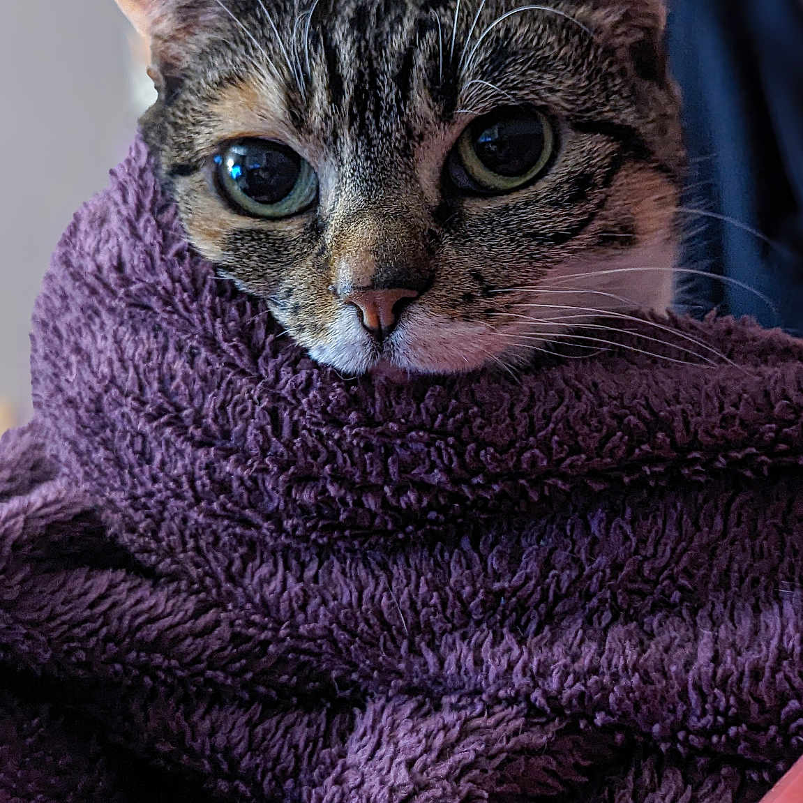 June participe au concours pour gagner de l'argent avec cette photo : abyssinian, animal, blanket, cat, clothing, couch, fleece, furniture, homedecor, kitten, knitwear, laundry, linen, manx, pet, purple, quilt, sweater, towel