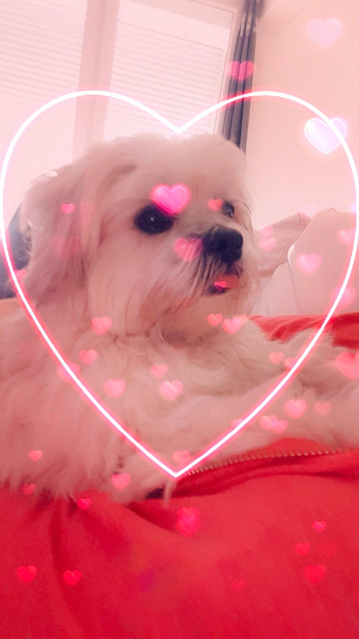 Nana a rejoint le concours — aidez-le/la à gagner de superbes lots ! bichon, canidae, carnivore, companion_dog, dog, dog_breed, ear, eye, lhasa_apso, maltese, morkie, non_sporting_group, pink, puppy, puppy_love, rare_breed_dog, shih_tzu, snout, toy_dog