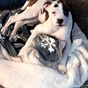 Trigger joined the competition — help win amazing prizes! animal, blanket, brown, carpet, comfort, companion, couch, cozy, dog, domestic, fur, home, indoor, laying_down, pet, puppy, relaxed, resting, snowflake_pattern, white
