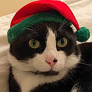 Oscar participe au concours pour gagner de l'argent avec cette photo : animal, black_and_white, cat, christmas_hat, closeup, cute, domestic_cat, eyes, face, feline, festive, fur, hat, holiday, indoor, lying_down, nose, pet, portrait, whiskers