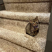 Dio is registered to the contest to win money with this photo: kitten, cat, stairs, carpet, pet, animal, small, tabby, cute, indoor, collar, feline, young, curious, sitting, furry, whiskers, paws, house, domestic