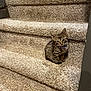 kitten, cat, stairs, carpet, pet, animal, small, tabby, cute, indoor, collar, feline, young, curious, sitting, furry, whiskers, paws, house, domestic