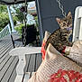 Dio joined the competition — help win amazing prizes! kitten, cat, porch, swing, cushion, flower_pattern, purple_collar, wooden_swing, outdoor, home, pet, animal, tabby, feline, relaxing, daylight, chair, chain, nature, greenery