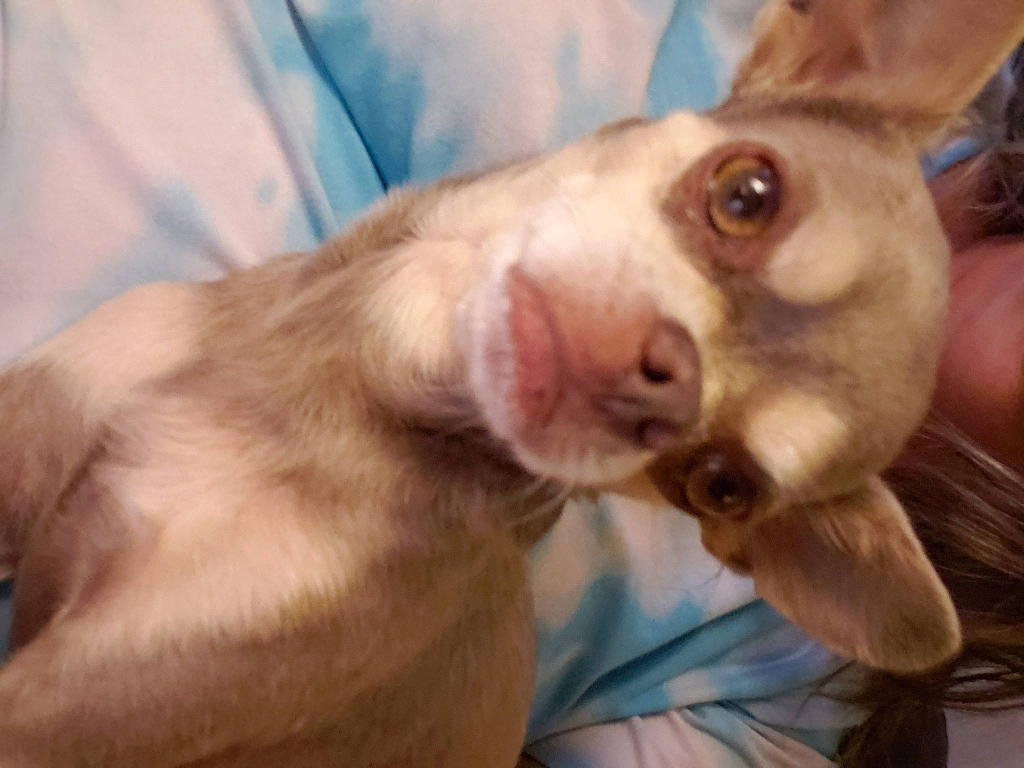 Ozzy Pawsborne is registered to the contest to win money with this photo: canidae, carnivore, chihuahua, corgi_chihuahua, dog, dog_breed, ear, eye, fawn, head, ibizan_hound, jaw, mammal, nose, puppy, puppy_love, snout, sporting_group, street_dog, vertebrate