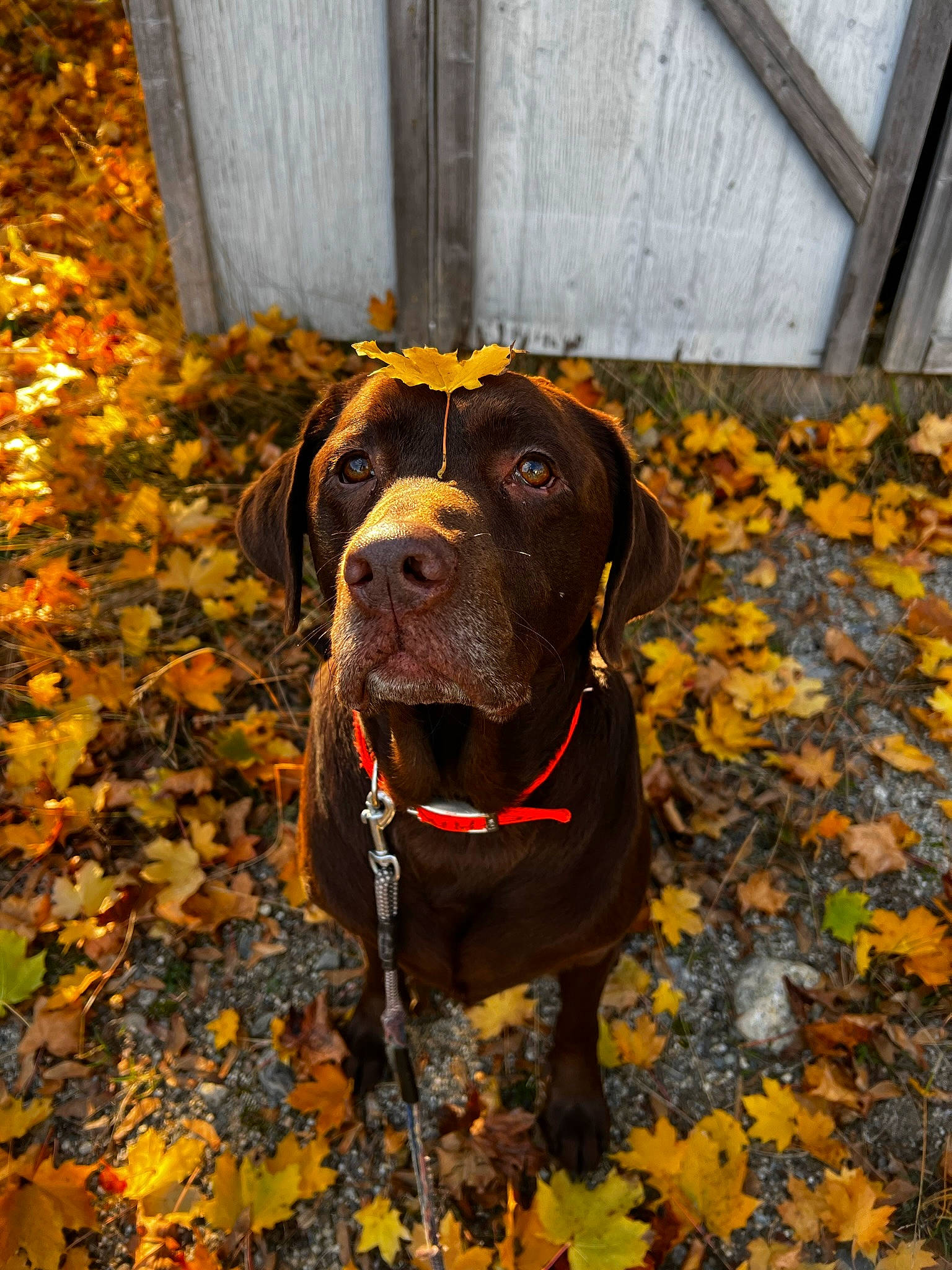 Jethro is registered to the contest to win money with this photo: autumn, carnivore, collar, companion_dog, deciduous, dog, dog_breed, dog_collar, fawn, giant_dog_breed, grass, guard_dog, gun_dog, liver, plant, sporting_group, tail, tints_and_shades, working_animal, working_dog