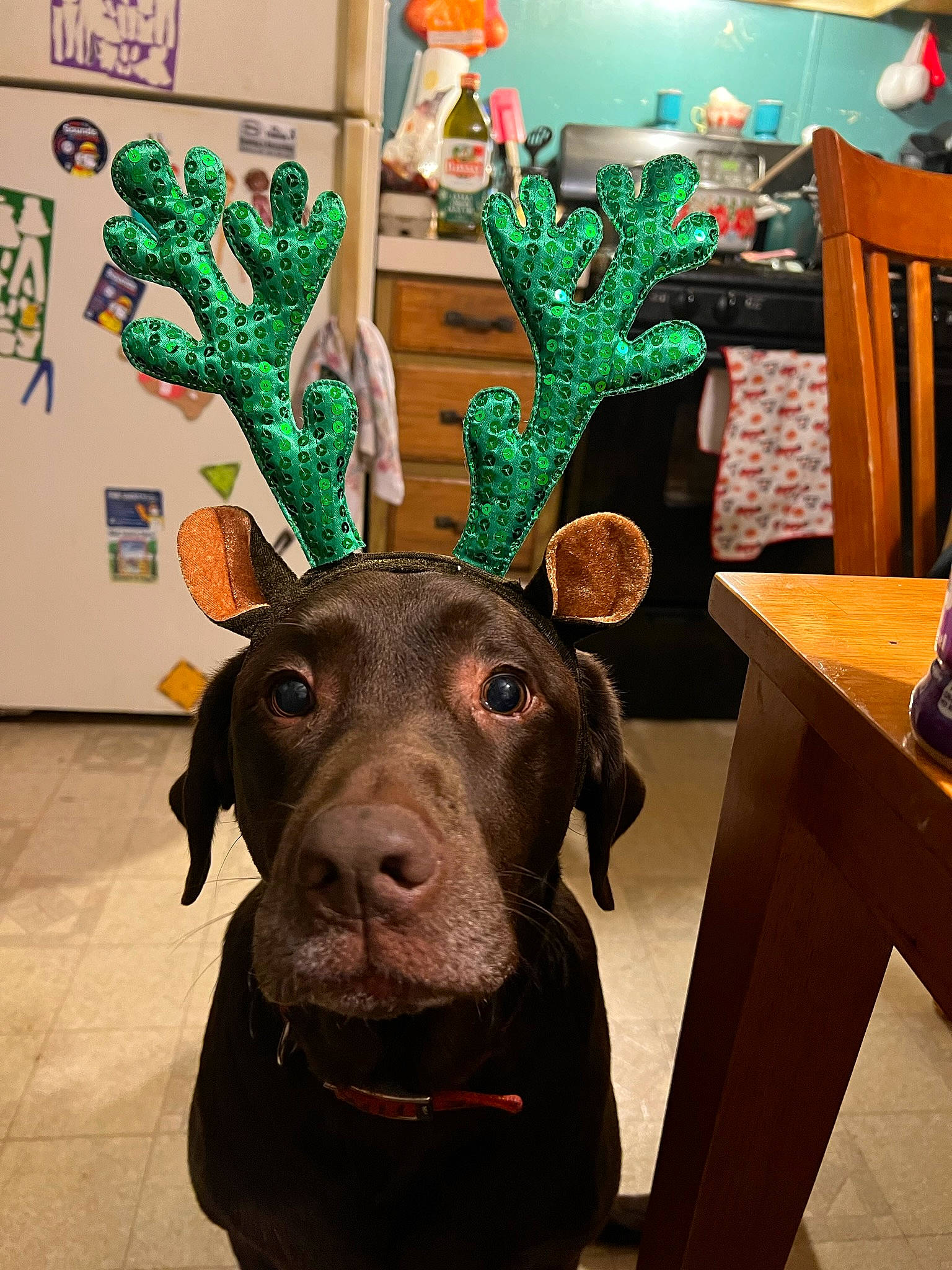 Jethro joined the competition — help win amazing prizes! antler, art, carnivore, deer, dog, dog_breed, elk, event, fawn, flooring, green, moose, natural_material, reindeer, snapshot, table, tree, visual_arts, wood, working_animal