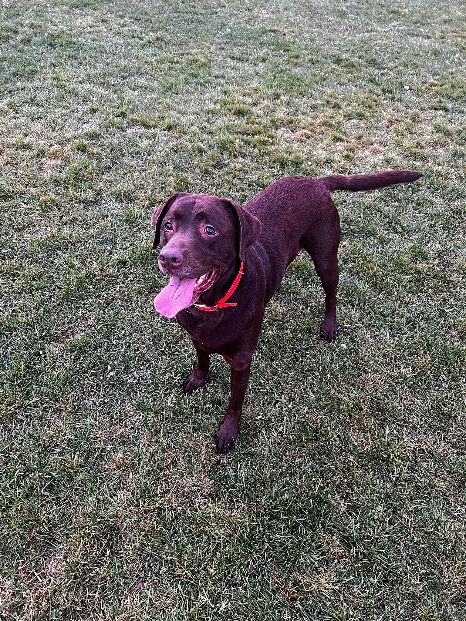 Jethro is registered to the contest to win money with this photo: borador, canidae, carnivore, collar, companion_dog, dog, dog_breed, dog_collar, fawn, grass, guard_dog, gun_dog, leash, pet_supply, road_surface, snout, soil, sporting_group, tail, working_animal