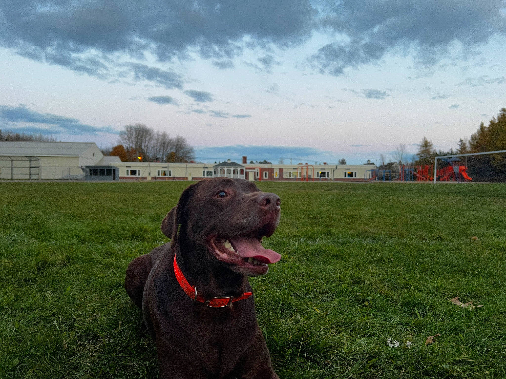 Jethro is registered to the contest to win money with this photo: carnivore, cloud, collar, companion_dog, cumulus, dog, dog_breed, dog_collar, grass, grassland, gun_dog, landscape, lawn, meadow, pasture, plant, sky, snout, tree, working_animal