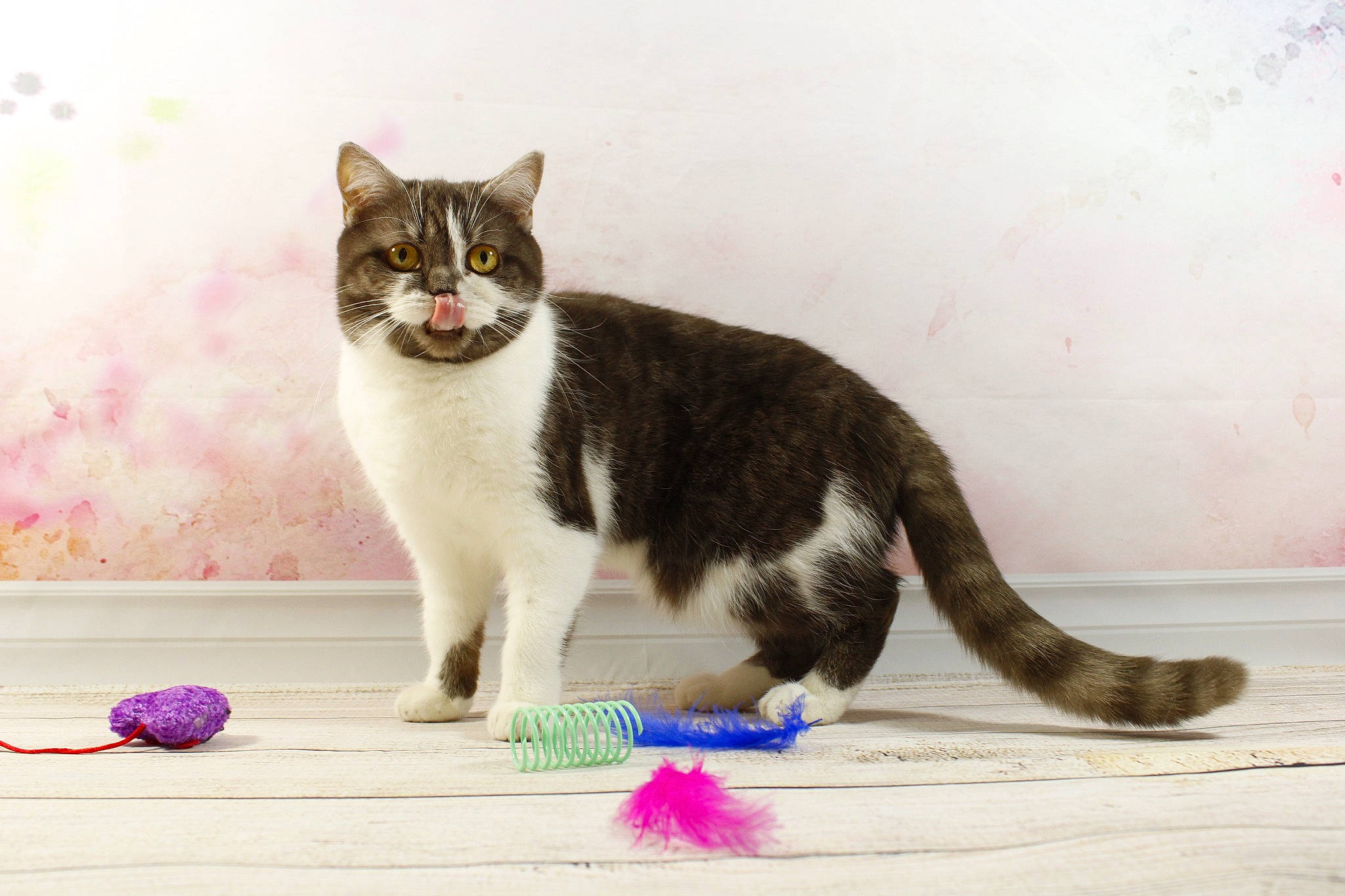 Samara participe au concours pour gagner de l'argent avec cette photo : carnivore, cat, cat_supply, claw, domestic_short_haired_cat, felidae, flooring, fur, magenta, paw, pet_supply, photo_caption, sitting, small_to_medium_sized_cats, tail, water, whiskers