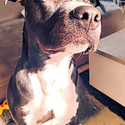 Tyron participe au concours pour gagner de l'argent avec cette photo : dog, black_and_white, indoor, sunlight, pet, canine, animal, fur, nose, ears, living_room, rug, table, furniture, domestic, portrait, close_up, calm, sitting, paw