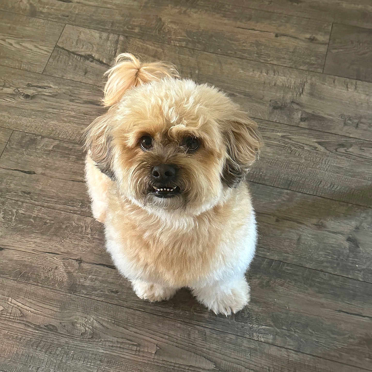 Bur is registered to the contest to win money with this photo: affenpinscher, animal, canine, cockerspaniel, dog, hardwood, indoors, interiordesign, pet, poodle, puppy, slate, snout, terrier, whitedog, wood