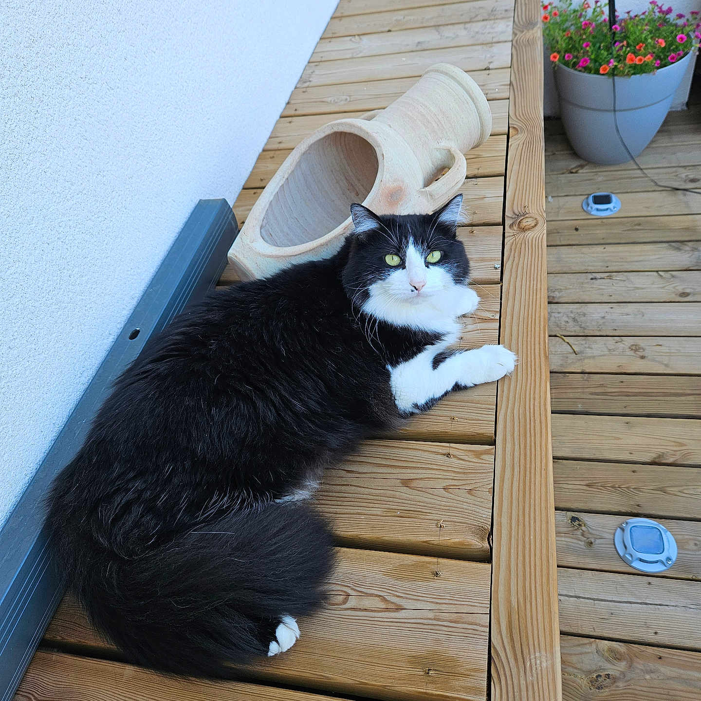 Choupette participe au concours pour gagner de l'argent avec cette photo : animal, architecture, building, clothing, footwear, hardwood, house, housing, indoors, interiordesign, jar, plant, planter, plywood, porch, pottedplant, pottery, shoe, vase, wood