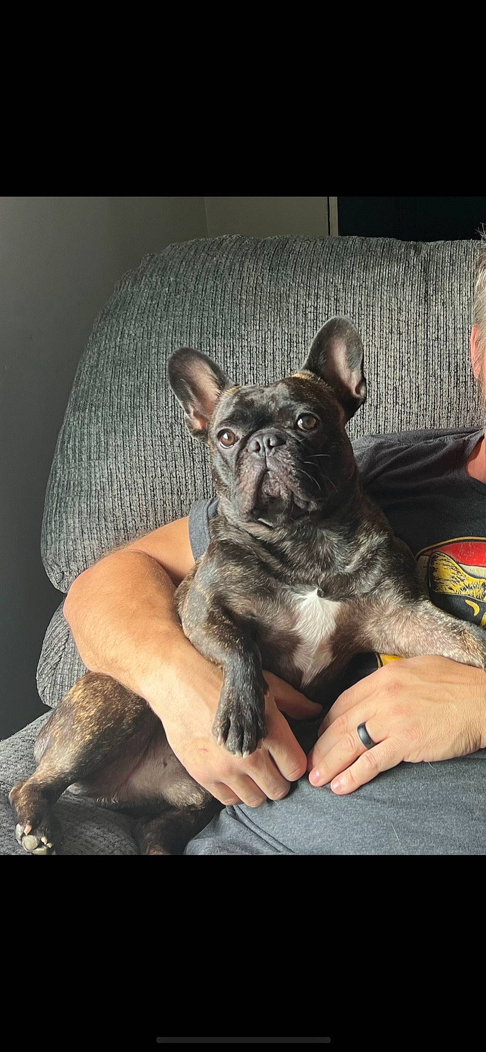 Turbo is registered to the contest to win money with this photo: bulldog, canidae, carnivore, comfort, companion_dog, dog, dog_breed, ear, fawn, foot, guard_dog, molosser, non_sporting_group, paw, puppy, sitting, sporting_group, terrestrial_animal, toy_dog, whiskers