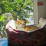Garfield is registered to the contest to win money with this photo: animal, cat, comfortable, cozy, domestic_cat, feline, floral_pattern, green_leaves, home, indoor, nature_view, orange_cat, peaceful, pet_bed, relaxation, resting, sleeping, sunlight, sunny, window