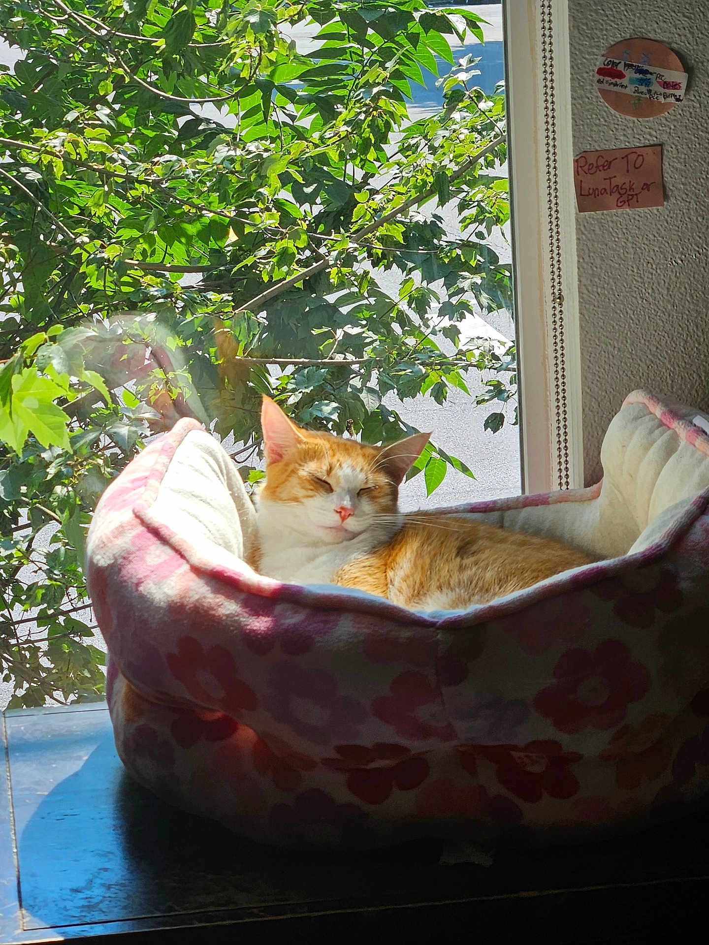 Garfield is registered to the contest to win money with this photo: animal, cat, comfortable, cozy, domestic_cat, feline, floral_pattern, green_leaves, home, indoor, nature_view, orange_cat, peaceful, pet_bed, relaxation, resting, sleeping, sunlight, sunny, window