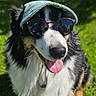 dog, grass, outdoor, sunlight, canine, pet, sunglasses, visor, happy, tongue_out, fur, black_and_white, tricolor, sitting, summer, nature, animal, portrait, cute, accessory